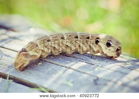 Siyah swallowtail
