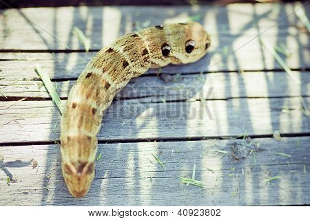 Siyah swallowtail