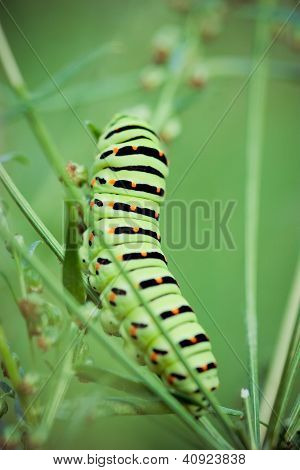 Siyah swallowtail