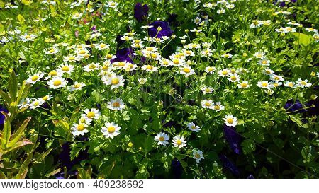 Pyrethrum Background. Daisy Like White Flowers. Carpet Of Colour During Spring And Summer. Gardening