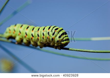 Siyah swallowtail