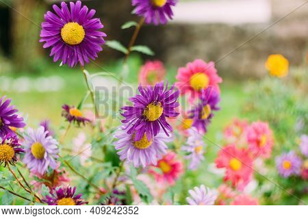 Chrysanthemums Of Purple Color Close-up - Garden Flowers In A Flowerbed.
