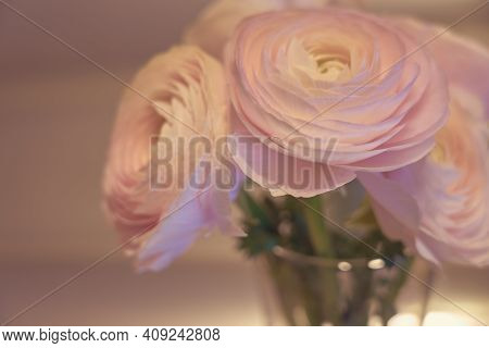 Pink Ranunculus Flowers In A Glass Vase With Blurred Background. Copy Space.