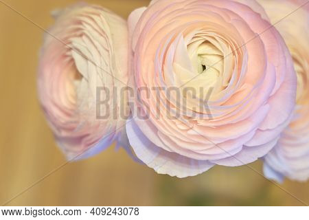 Pink Ranunculus Flowers In A Glass Vase With Blurred Background. Copy Space.