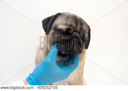 Veterinary Doctor In Medical Gloves Lubricates The Dog Wounds With Ointment. Pug Dog With Red Inflam