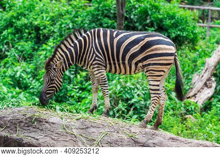 Zebra Between Eating With Nature Use For Background