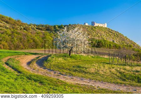 Spring landscape near Pavlov with Devicky ruins in Palava, Southern Moravia, Czech Republic