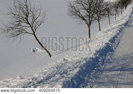 Rowan Tree In An Alley Along A Frozen Partially Snowy Country Road. One Tree Is Thrown To The Side B