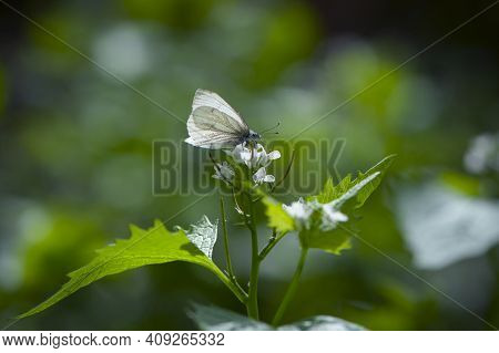 Leptidea Morsei. White Butterfly On Green Leaves. Tender Butterfly On A Meadow Plant. Butterfly Coll