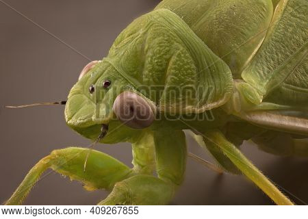 Ultra Macro Closeup Of A Leaf Hopper Spider