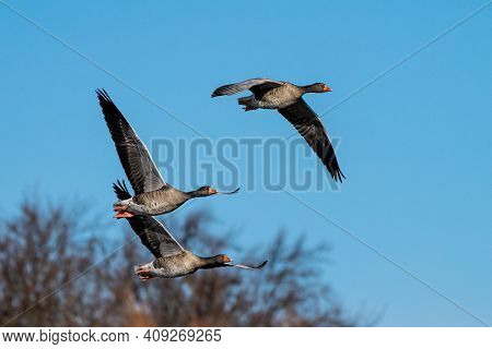 The Greylag Goose, Anser Anser Is A Species Of Large Goose In The Waterfowl Family Anatidae And The 