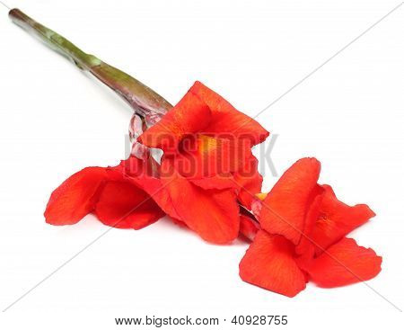 คันนา indica หรือดอกไม้ Kolaboti
