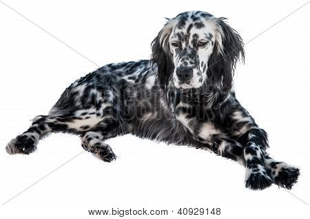 Englisch Setter Hund