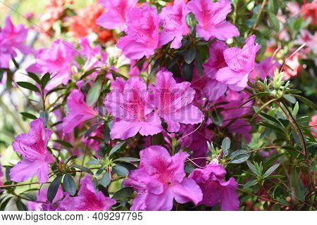 Pink Azalea Flowers Growing On A Shrub Under Sunlight