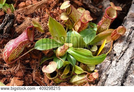 Nepenthes Alata, Carnivorous Plant Feeds On Insects, Tropical