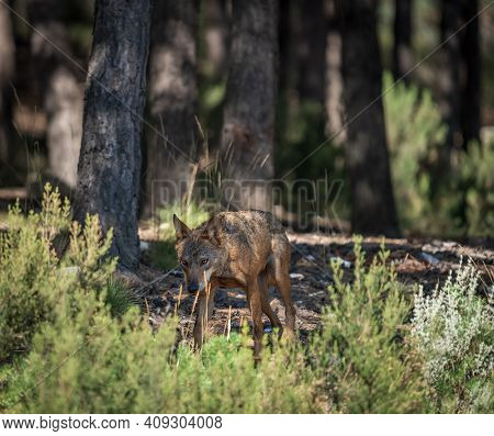 Pensive Canis Lups Signatus Walking Into The Bush