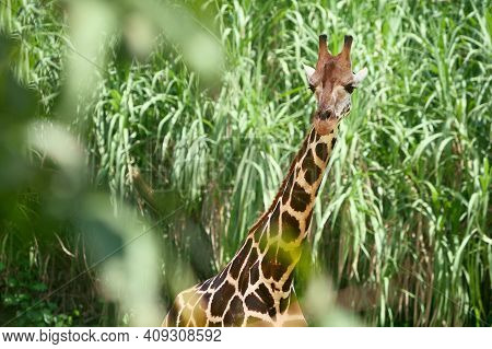 Giraffe In The Green Brushwood, Long Neck And Curious Face