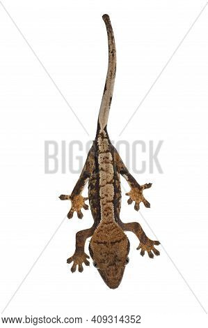Top View Of Crested Gecko Aka Correlophus Ciliatus. Standing On White Surface. Isolated On White Bac