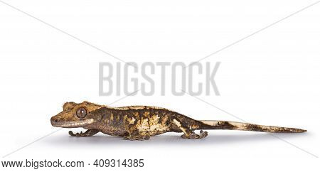 Eye Level Of Brown Yellow Spotted Crested Gecko Aka Correlophus Ciliatus. Walking Side Ways Looking 