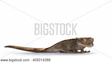 Eye Level Of Gray Grayish Crested Gecko Aka Correlophus Ciliatus. Standing Side Ways With Head Turne