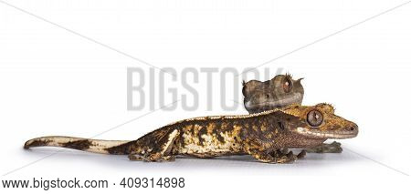 Eye Level Of Two Crested Gecko's Aka Correlophus Ciliatus. Standing Side Ways. Isolated On White Bac