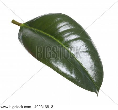Fresh Green Leaf Of Ficus Elastica Plant Isolated On White