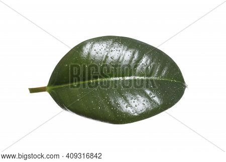 Fresh Green Leaf Of Ficus Elastica Plant Isolated On White