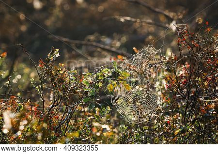 Spider Web - Autumn In A Forest Clearing