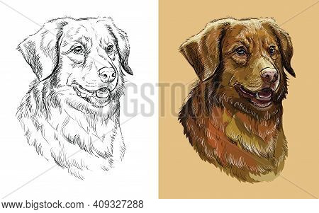Realistic Head Of Nova Scotia Duck Tolling Retriever Dog. Vector Black And White And Colorful Isolat