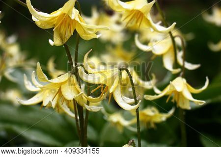 Spring. Rainy Morning. Green Fresh Leaves And Bright Yellow Flowers Of A Erythronium In Water Drops.