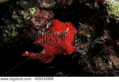 A Red Painted Frogfish Also Known As Antennarius Pictus Cebu Philippines
