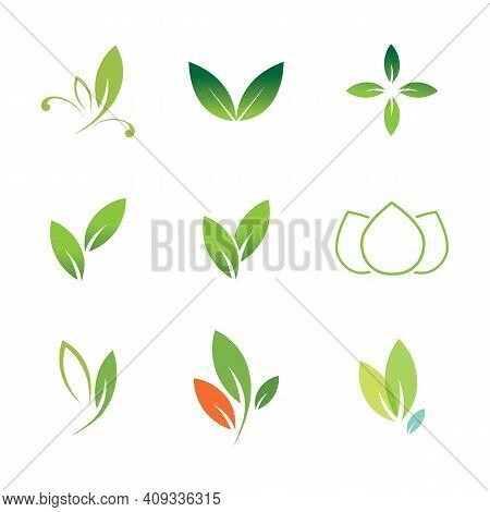 Leaf