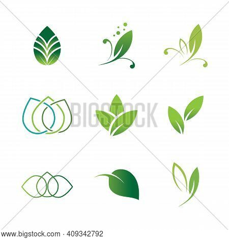 Leaf