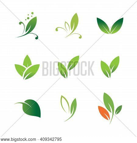 Leaf