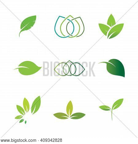 Leaf