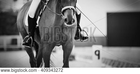 Equestrian Sport. Portrait Sports Red Stallion In The Double Bridle. The Leg Of The Rider In The Sti