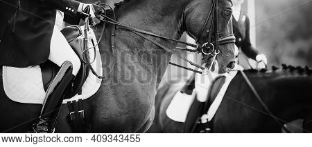 Equestrian Sport. Portrait Sports Stallion In The Double Bridle.the Legs Of The Rider In The Stirrup