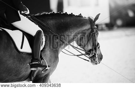 Equestrian Sport.the Leg Of The Rider In The Stirrup, Riding On A Brown Horse. Dressage Of Horses In