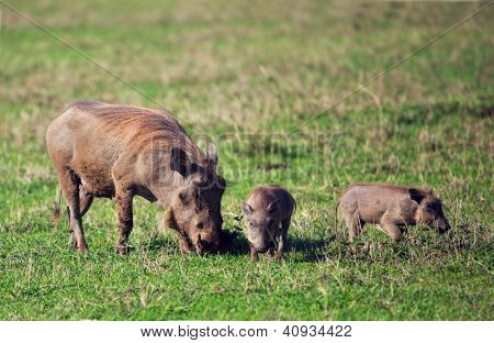 Cráter de la familia de warthog en Sabana en el Ngorongoro, Tanzania, África.