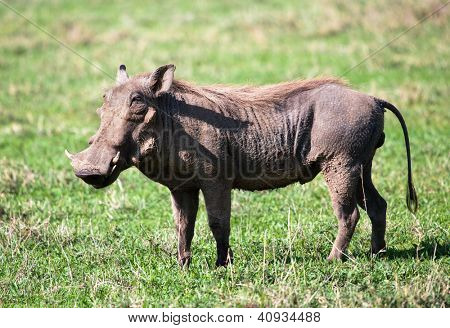 El retrato de warthog en Sabana en el Ngorongoro crater, Tanzania, África.
