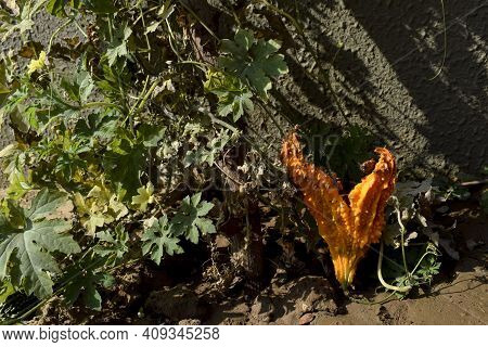 Bittergourd Or Balsam Pear Over Ripened On Green Growing Fresh Plant. Green Bittermelon Turned In To