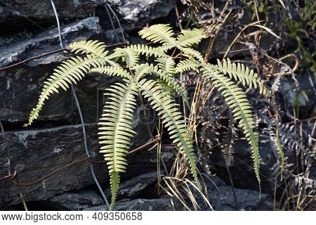 Beautiful Green And Silvery Fern With Defined Pattern
