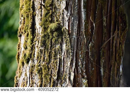 Himalayan Pine Trunk With Moss And Dried Bark