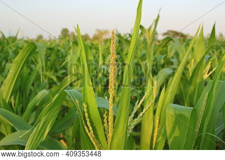 Rows Of Fresh Unpicked Corn With Green Field On Blue Sky The Background. Agriculture And Harvest Con