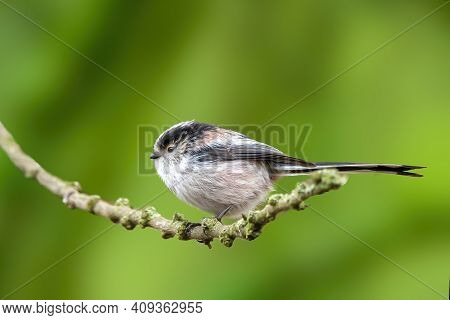 A Long-tailed Tit Sitting On A Branch Of A Tree At The Mönchbruch Pond In A Natural Reserve In Hesse