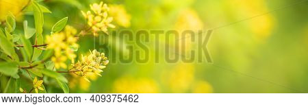 Closeup Of Mini Yellow Flower On Blurred Gereen Background Under Sunlight With Copy Space Using As B