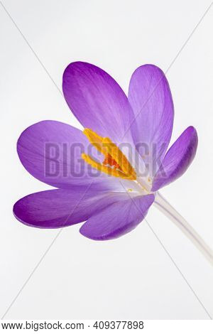 Closeup Image Of A Crocus Tommasinianus Against A White Background