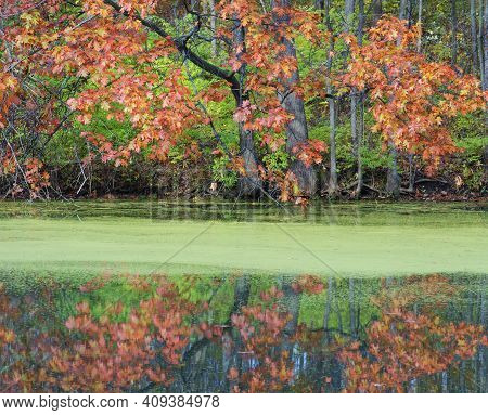 Duckweed Fills The Surface Of Mark's Pond Framed By A Brilliant Maple In Autumn Color, Green Valley 