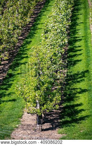 Rows With Plum Or Pear Trees With White Blossom In Springtime In Farm Orchards, Betuwe, Netherlands