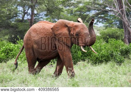 Elephant Running With A Trunk Raised In A Green Bush